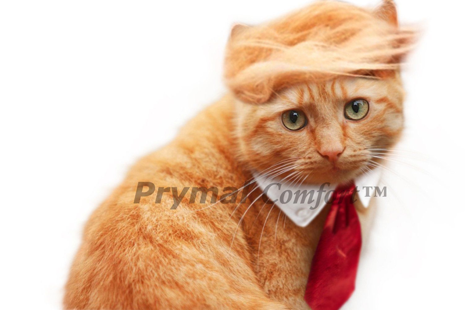 3) Tiger as Donald Trump